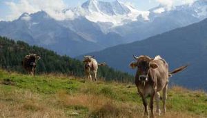 PICCOLO MONDO ALPINO